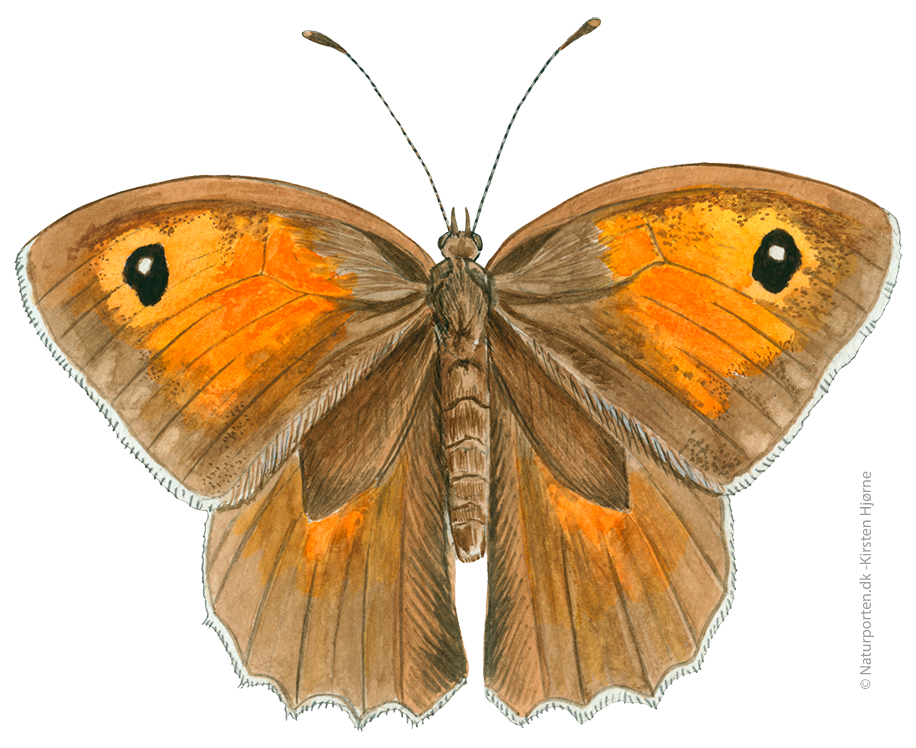 Græsrandøje  © Naturporten - Kirsten Hjørne