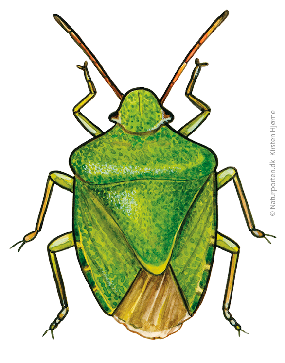 Grøn bredtæge  © Naturporten - Kirsten Hjørne