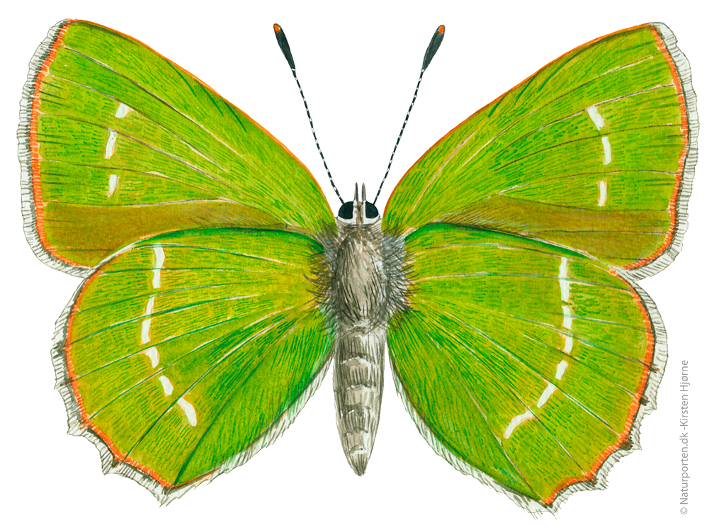 Grøn busksommerfugl  © Naturporten - Kirsten Hjørne