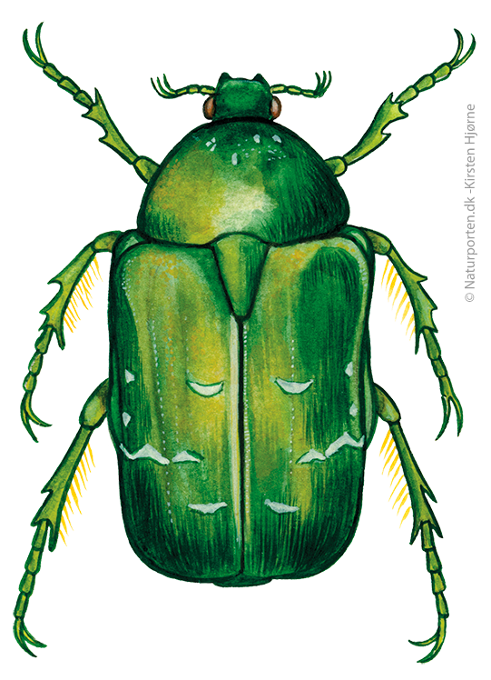 Grøn guldbasse  © Naturporten - Kirsten Hjørne