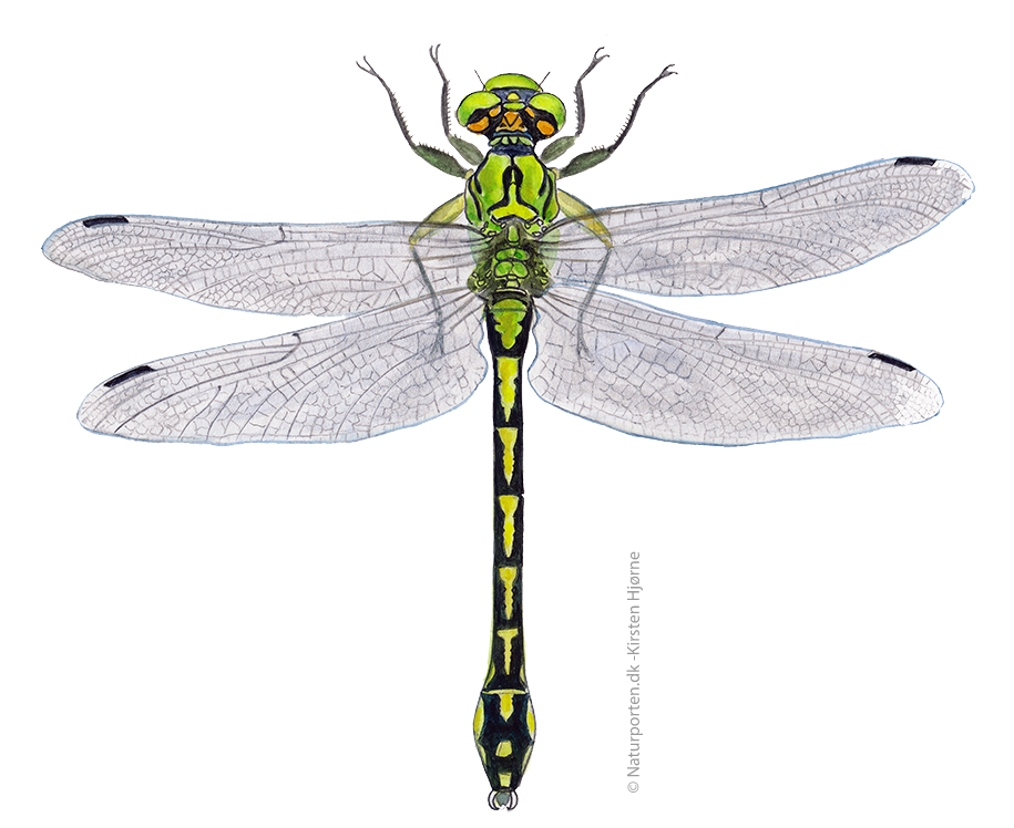 Grøn kølleguldsmed © Naturporten - Kirsten Hjørne