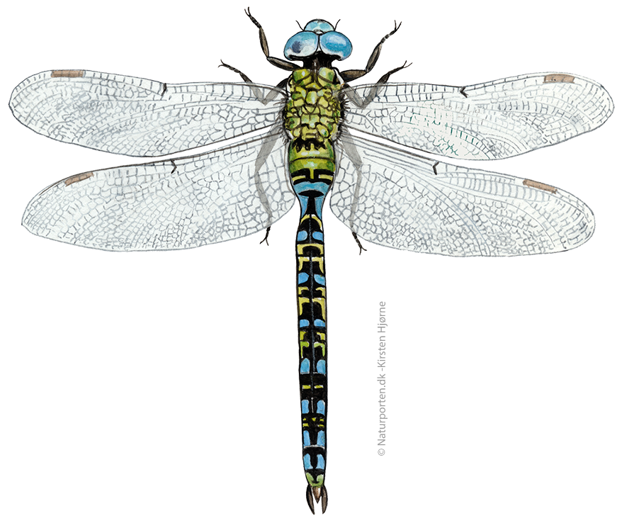 Grøn mosaikguldsmed  © Naturporten - Kirsten Hjørne