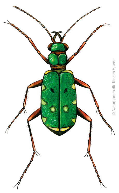 Grøn sandspringer  © Naturporten - Kirsten Hjørne