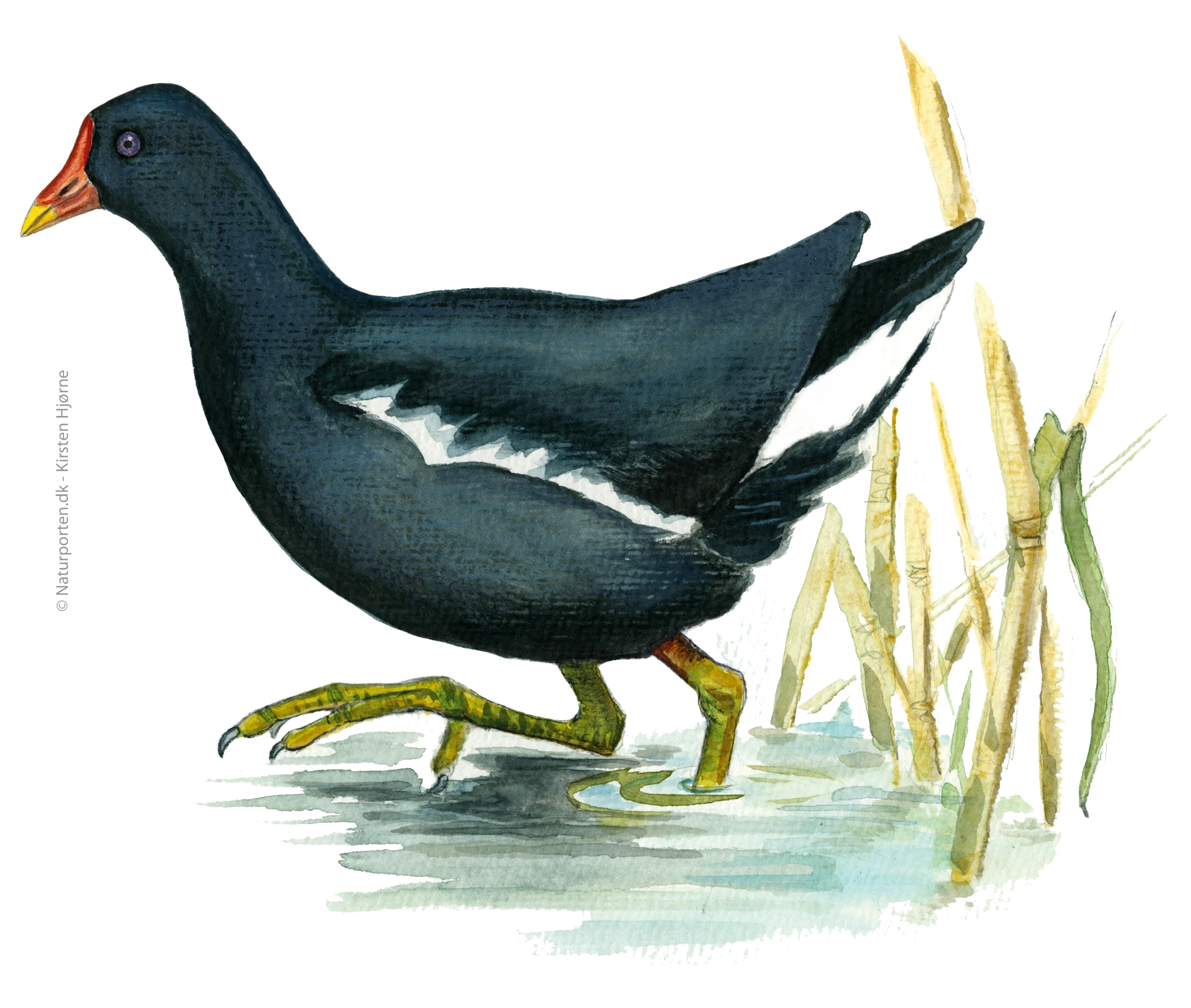 Grønbenet rørhøne © Naturporten - Kirsten Hjørne