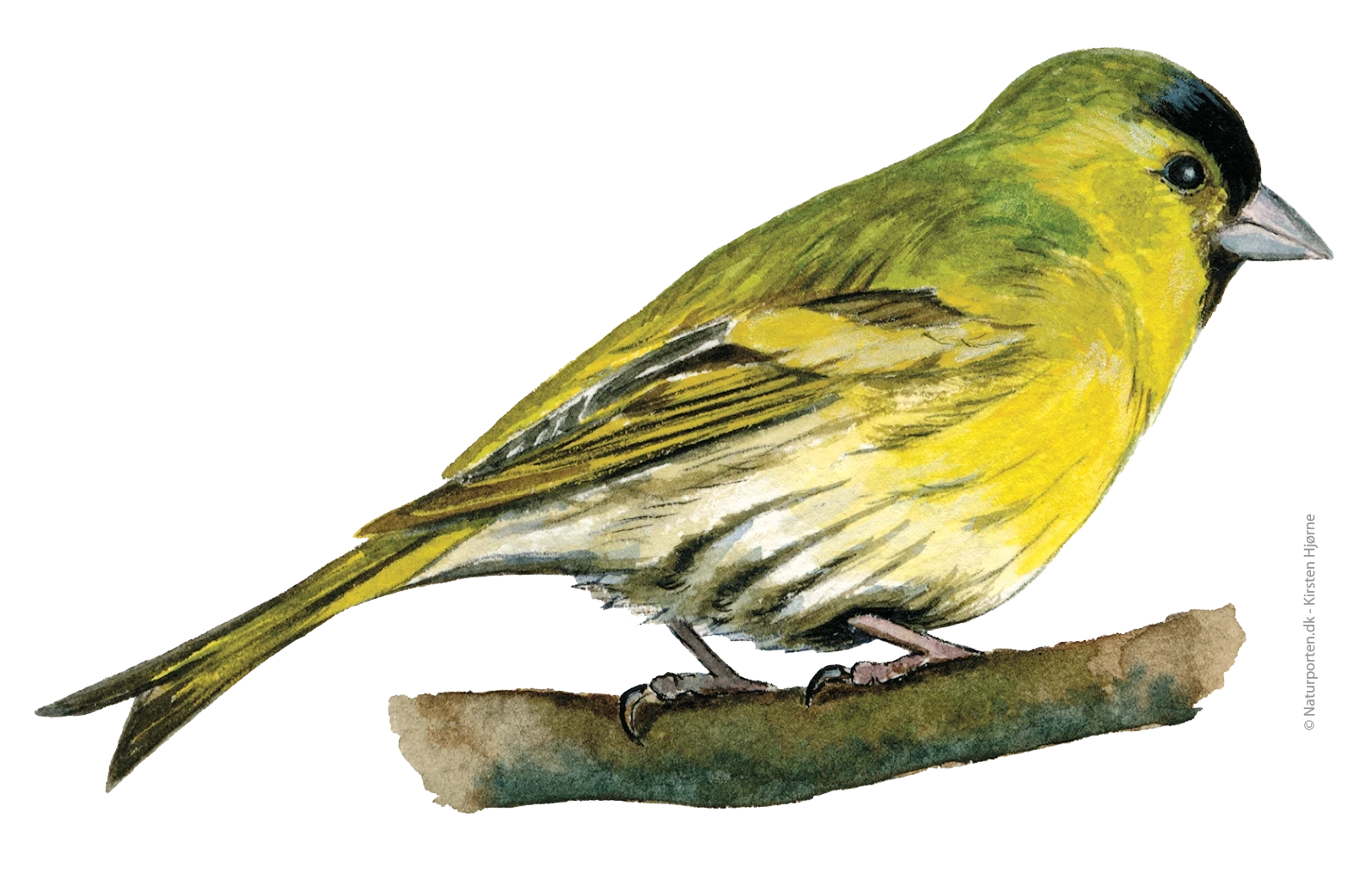 Grønsisken han © Naturporten - Kirsten Hjørne