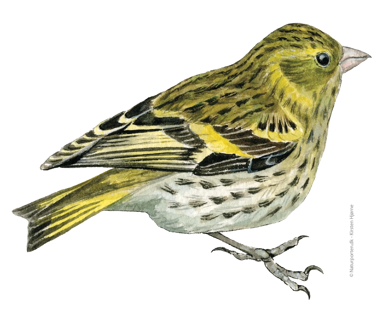 Grønsisken hun © Naturporten - Kirsten Hjørne