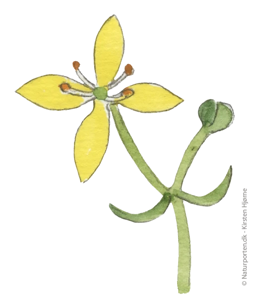 Gul snerre blomst © Kirsten Hjørne