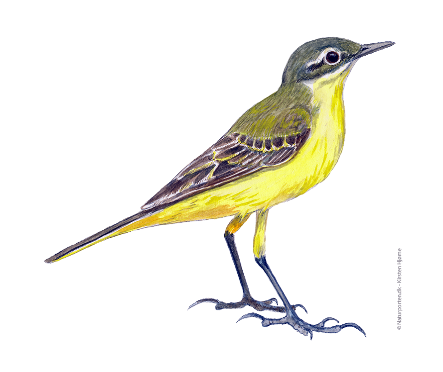 Gul vipstjert © Naturporten - Kirsten Hjørne