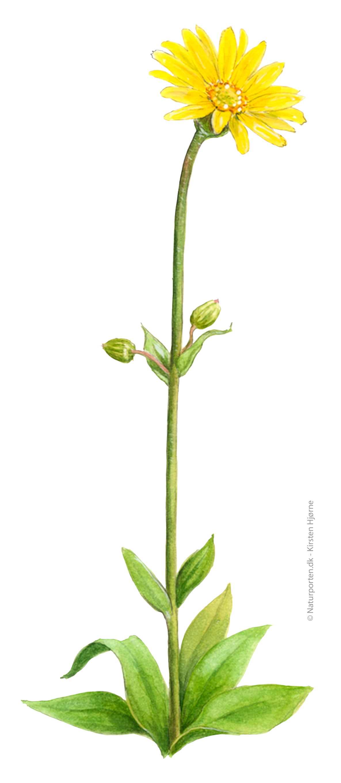 Guldblomme © Naturporten - Kirsten Hjørne