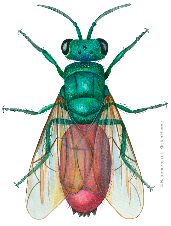 Guldhveps © Naturporten - Kirsten Hjørne