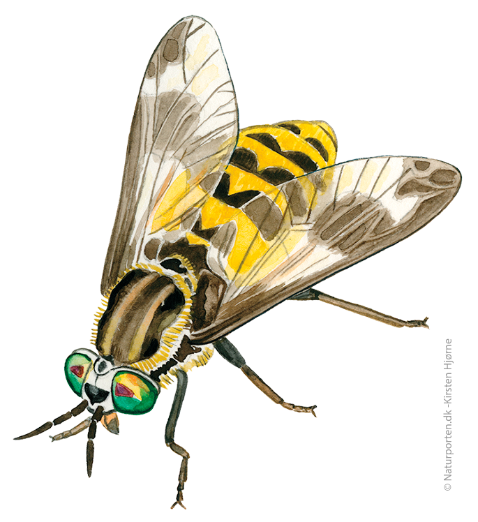 Guldklæg © Naturporten - Kirsten Hjørne