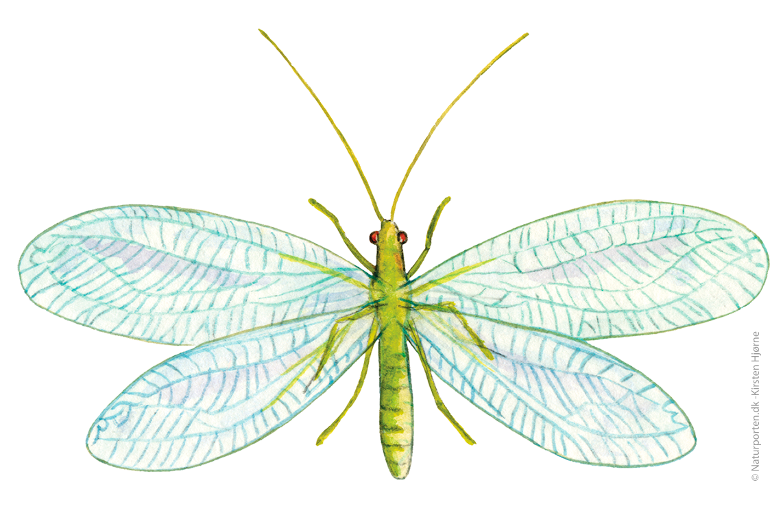 Guldøje © Kirsten Hjørne