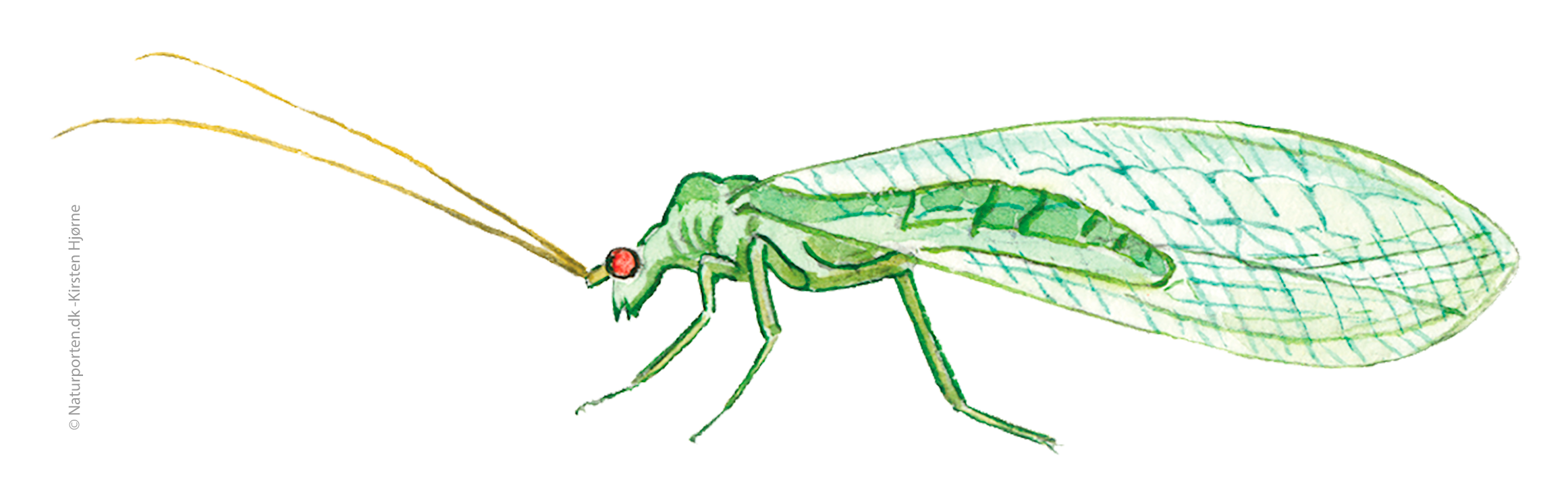 Guldøje  © Naturporten - Kirsten Hjørne