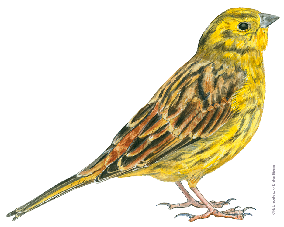 Gulspurv © Naturporten - Kirsten Hjørne