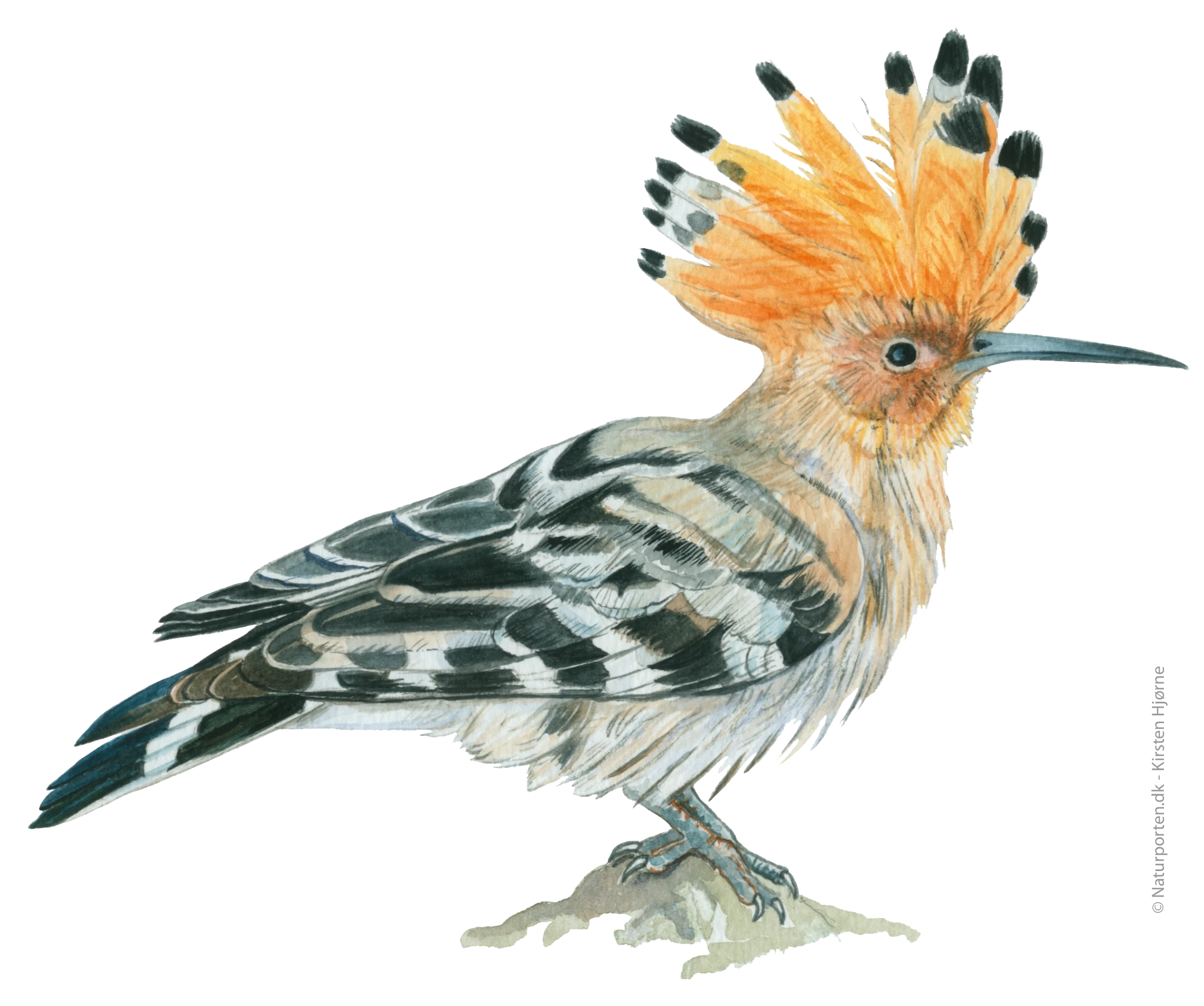 Hærfugl © Naturporten - Kirsten Hjørne