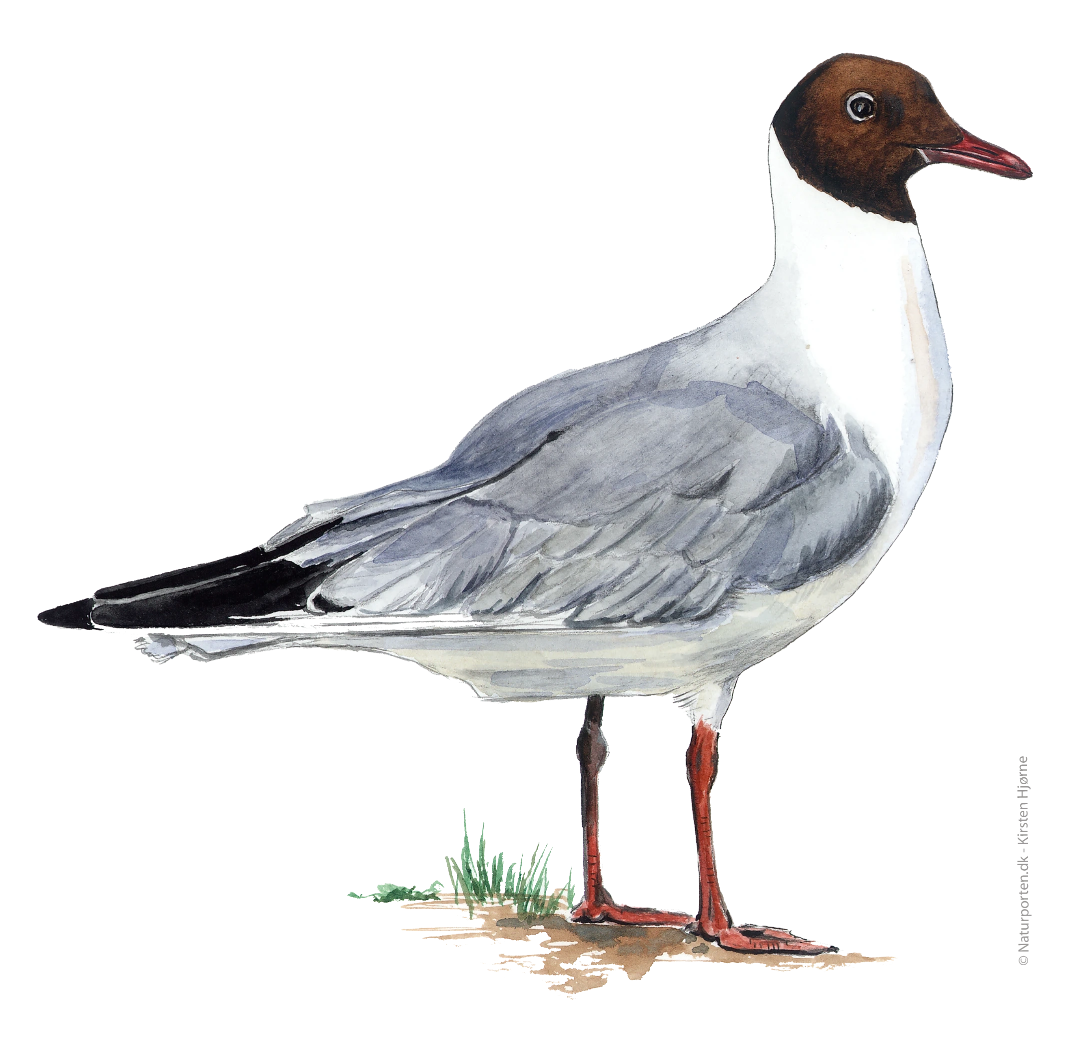 Hættemåge © Naturporten - Kirsten Hjørne