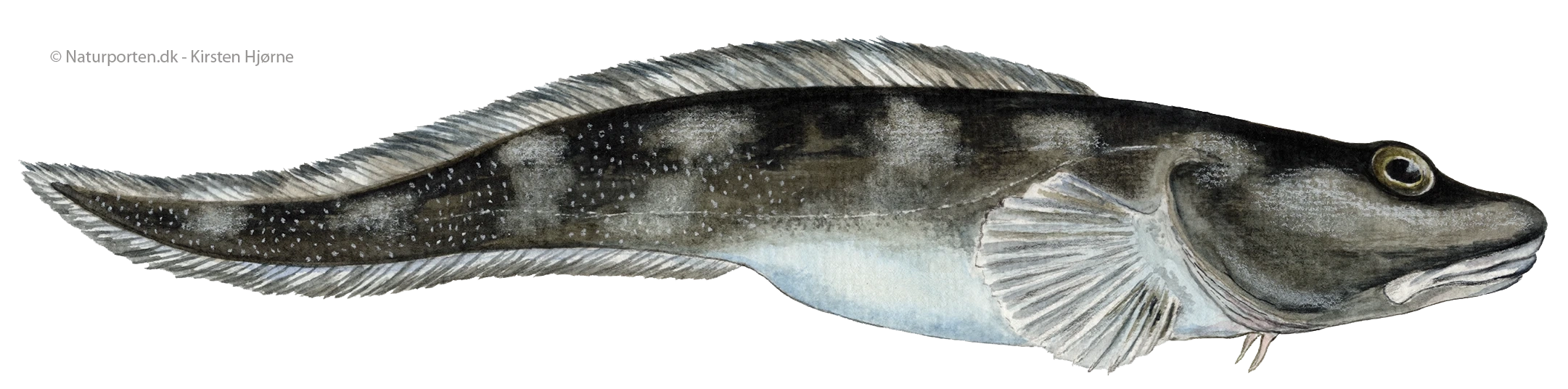 Halvnøgen ålebrosme © Naturporten - Kirsten Hjørne
