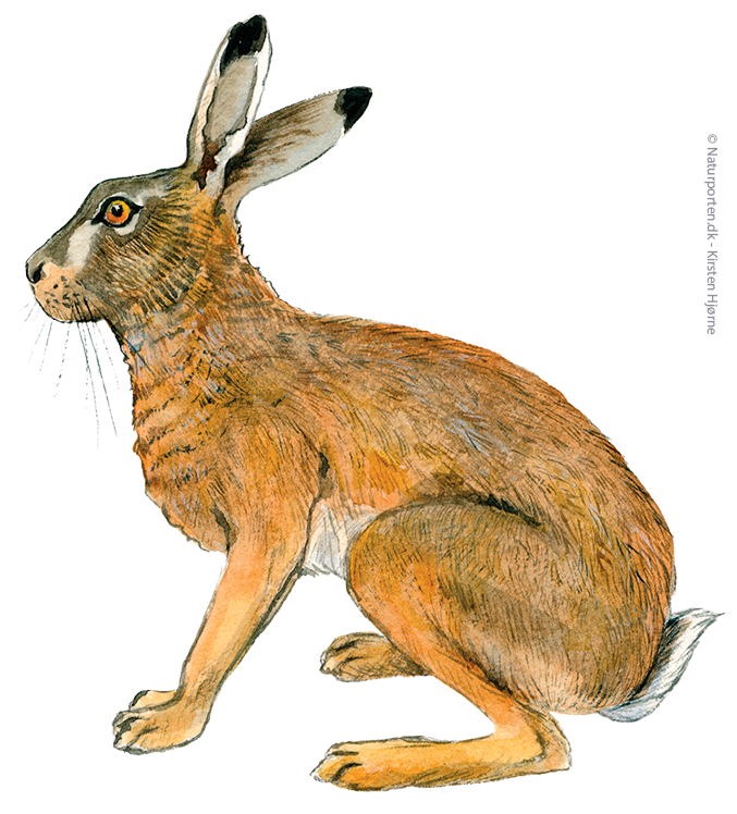 Hare © Naturporten - Kirsten Hjørne