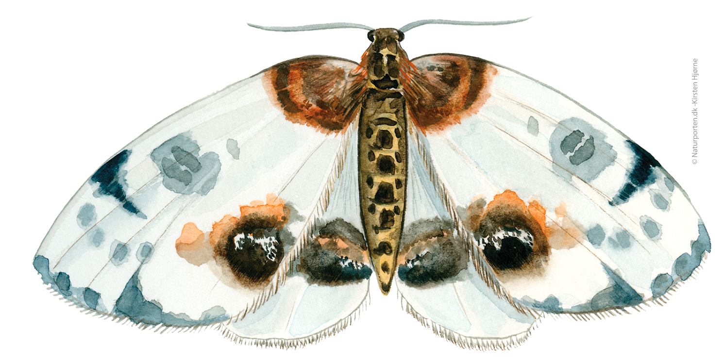 Harlekin © Naturporten - Kirsten Hjørne
