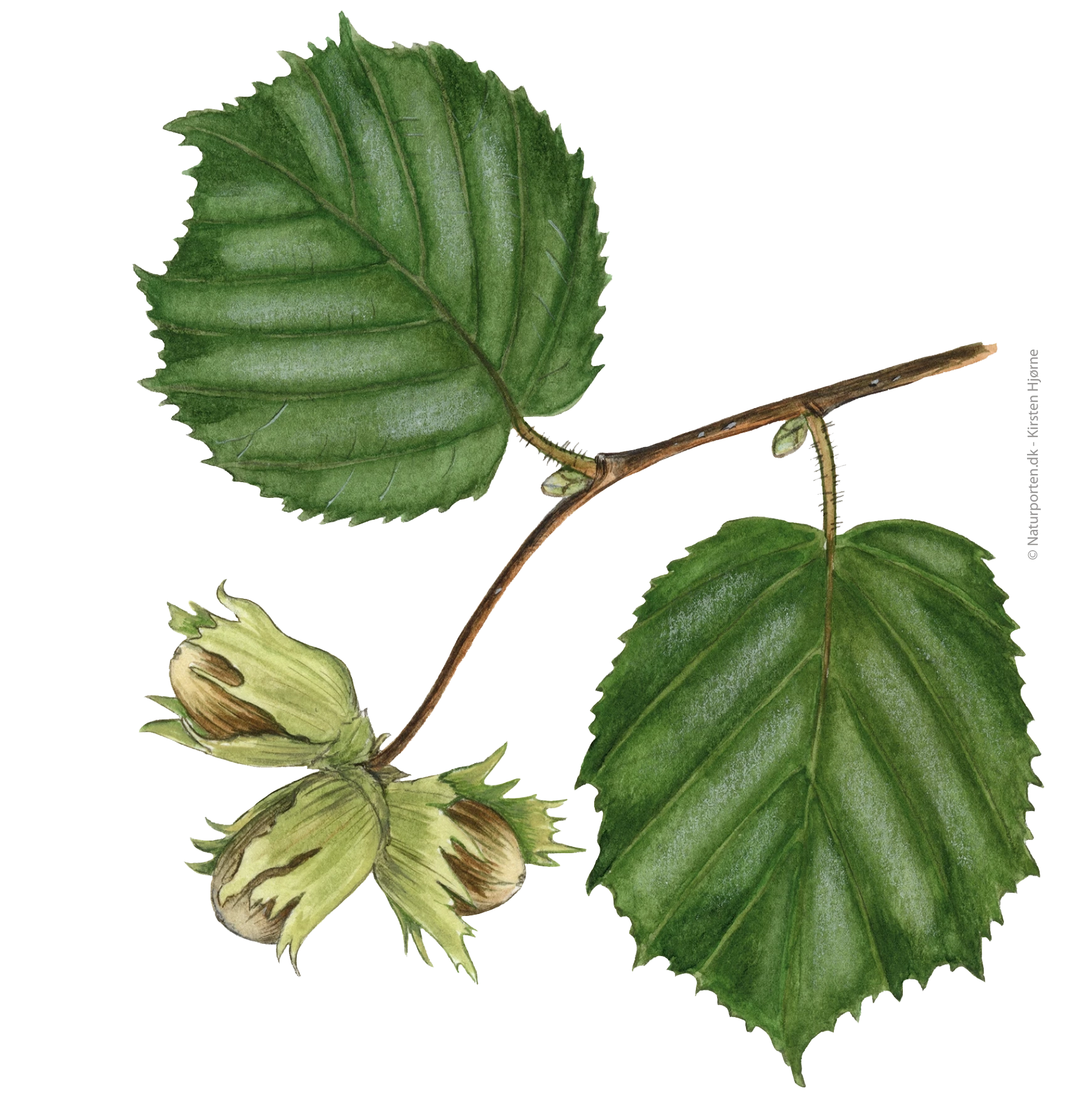 Hassel blad nødder © Kirsten Hjørne - Naturporten