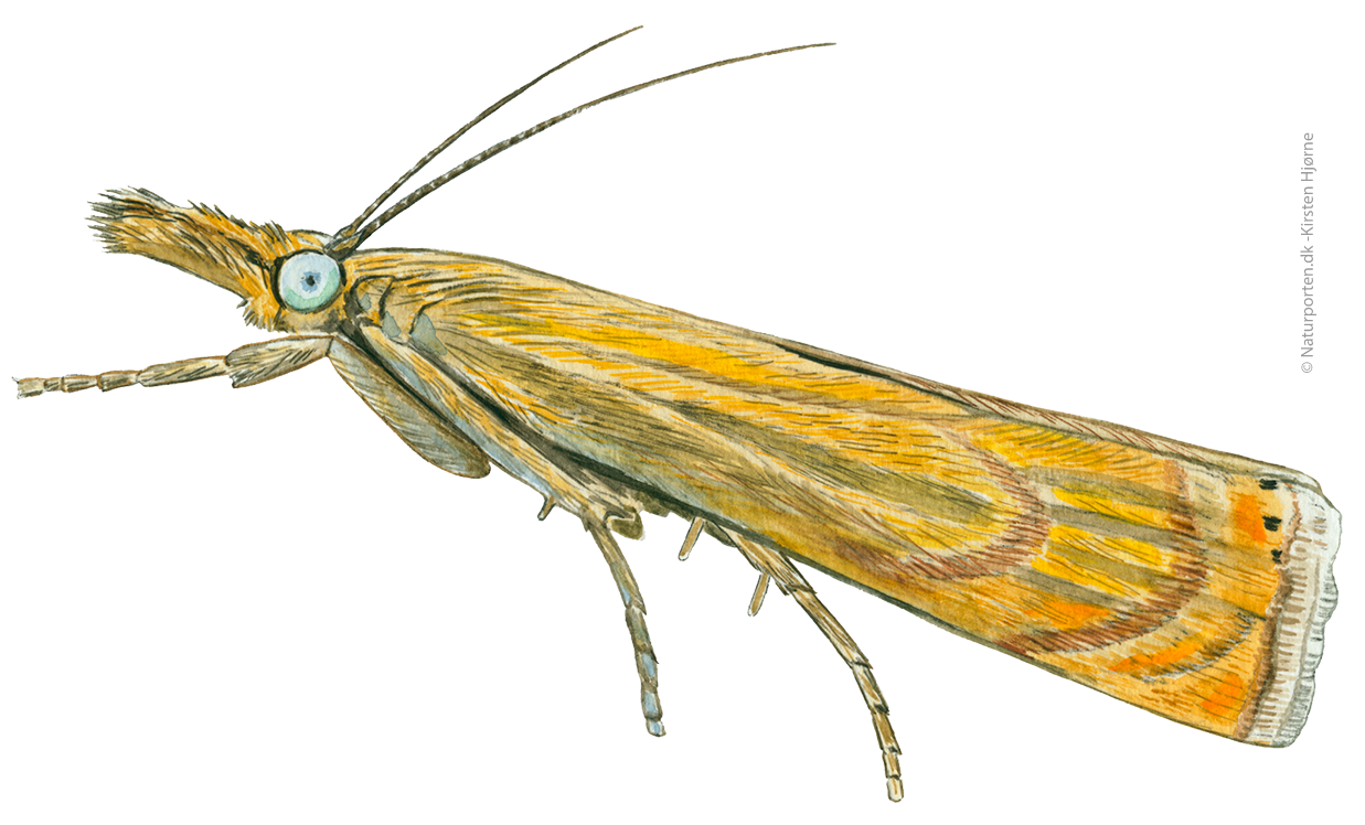 Have-græsmøl  © Naturporten - Kirsten Hjørne