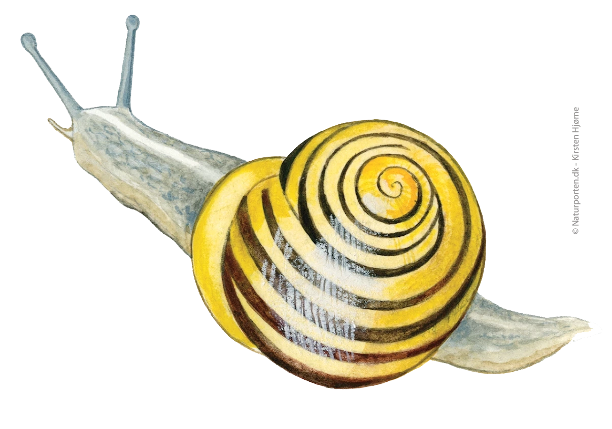 Havesnegl © Naturporten - Kirsten Hjørne