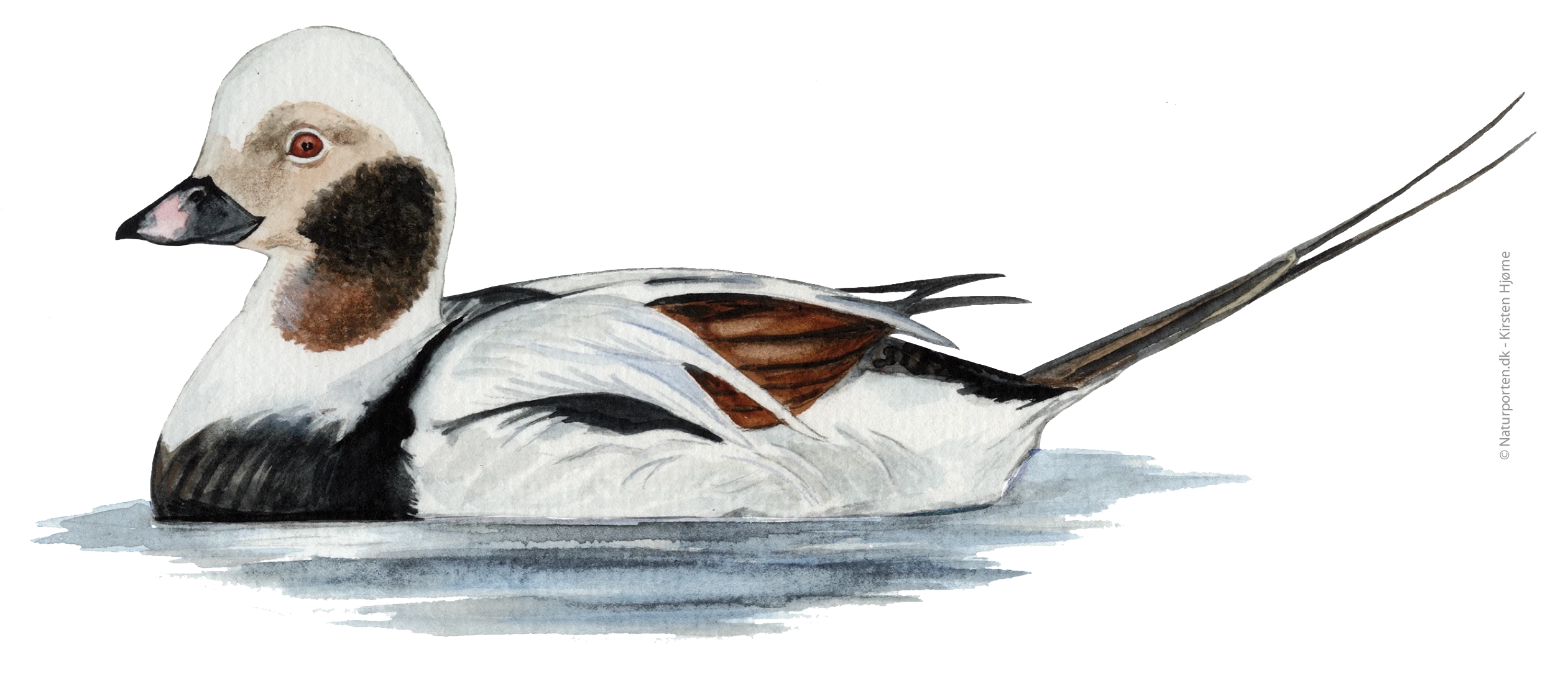 Havlit - han © Naturportern - Kirsten Hjørne