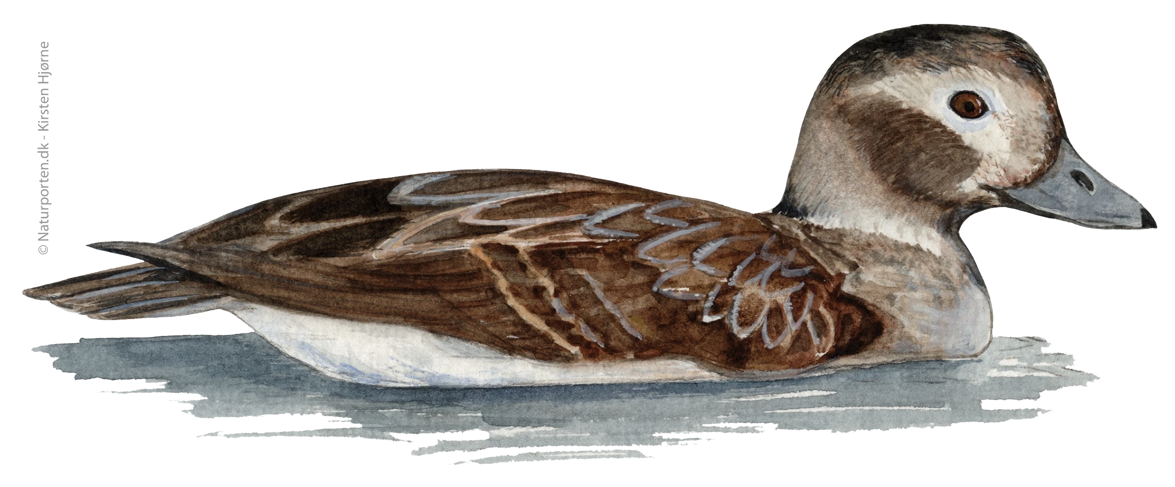 Havlit - hun © Naturporten - Kirsten Hjørne