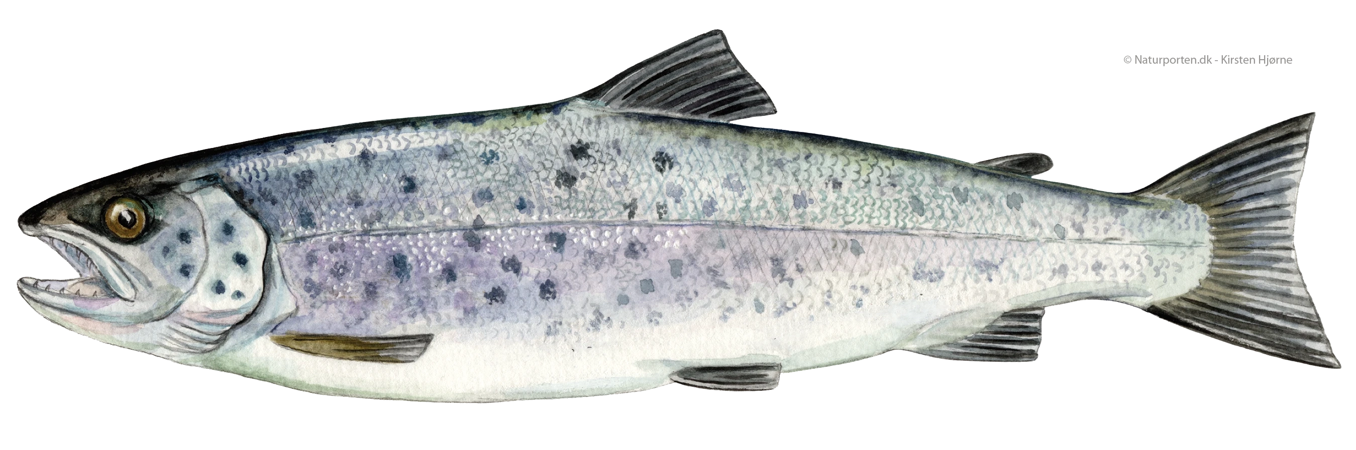 Havørred © Naturporten - Kirsten Hjørne