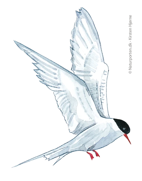 Havterne flyvende © Naturporten - Kirsten Hjørne
