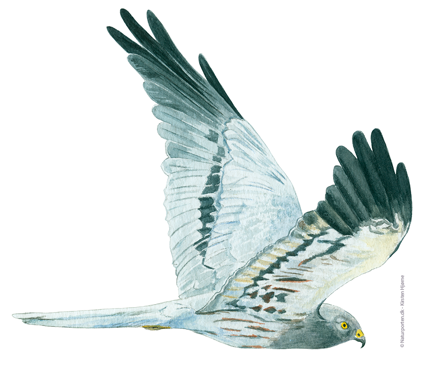 Hedehøg han © Naturporten - Kirsten Hjørne