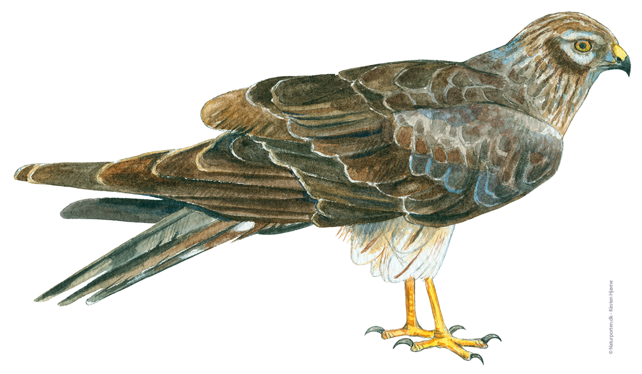 Hedehøg hun © Naturporten - Kirsten Hjørne