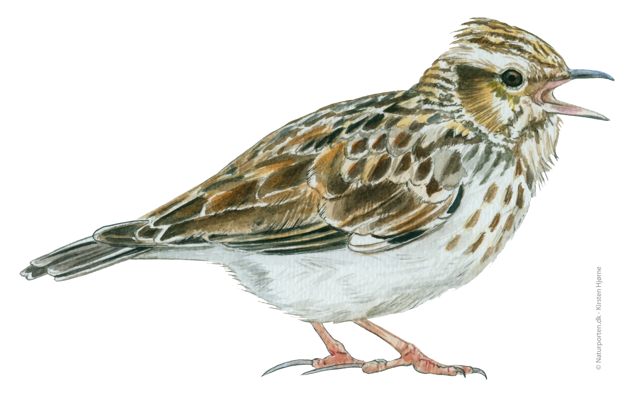 Hedelærke © Naturporten - Kirsten Hjørne