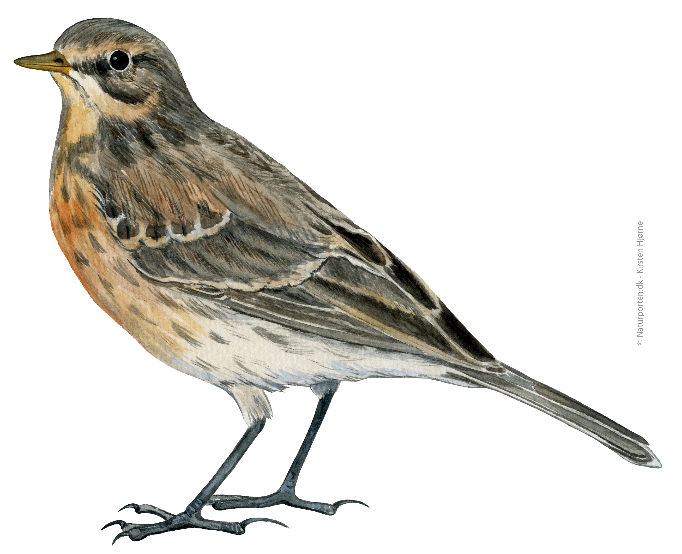 Hedepiber © Naturporten - Kirsten Hjørne