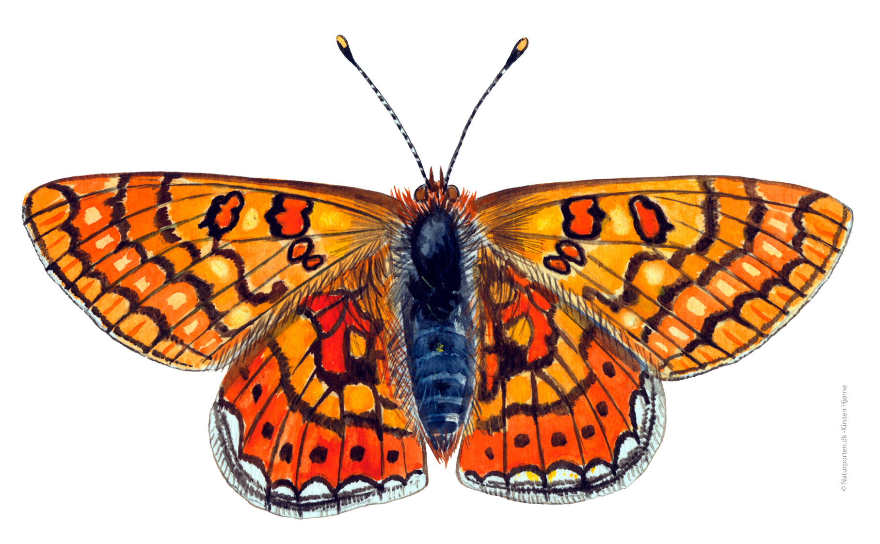 Hedepletvinge  © Naturporten - Kirsten Hjørne