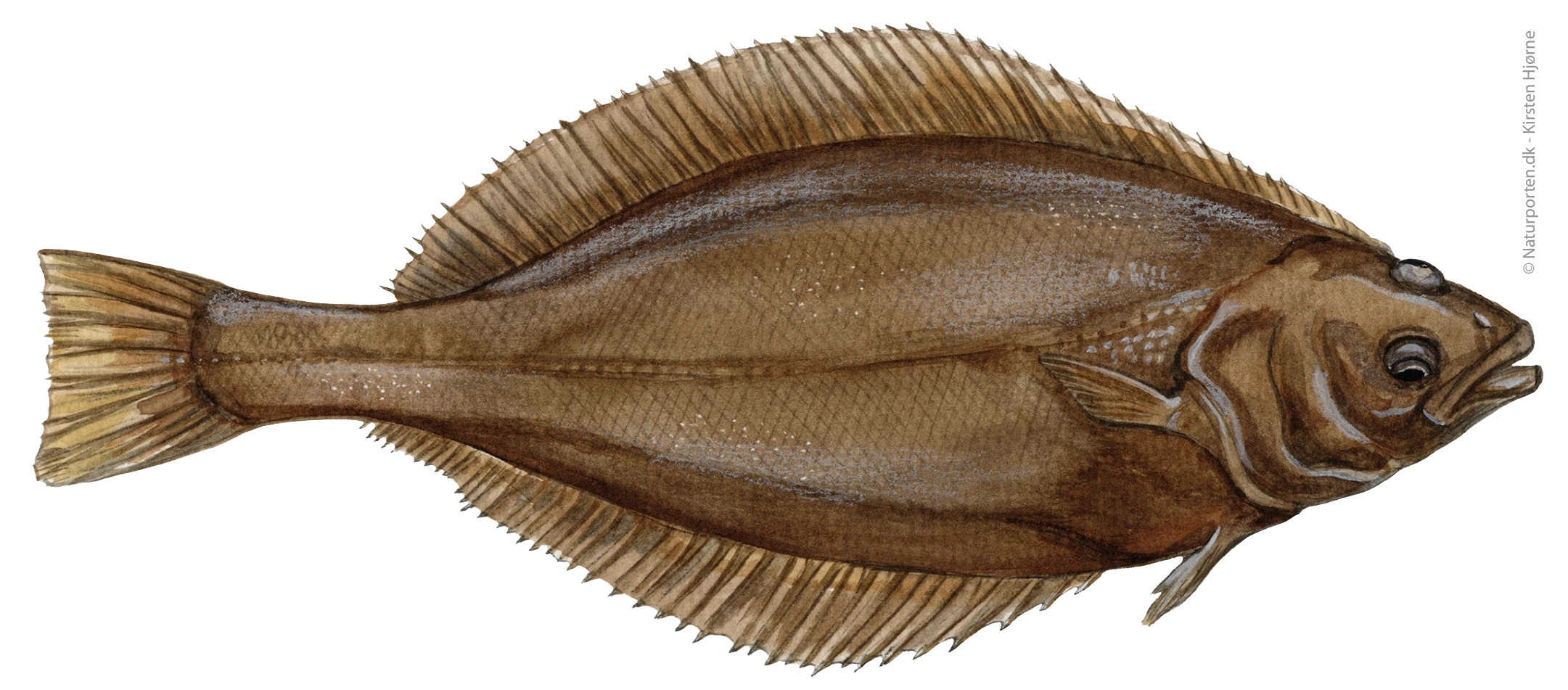 Hellefisk © Naturporten - Kirsten Hjørne