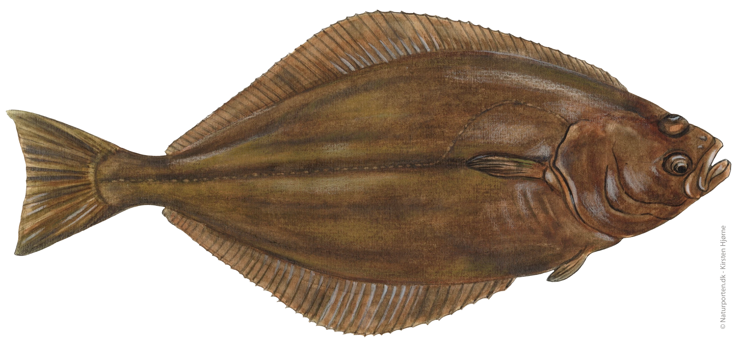Helleflynder © Naturporten - Kirsten Hjørne