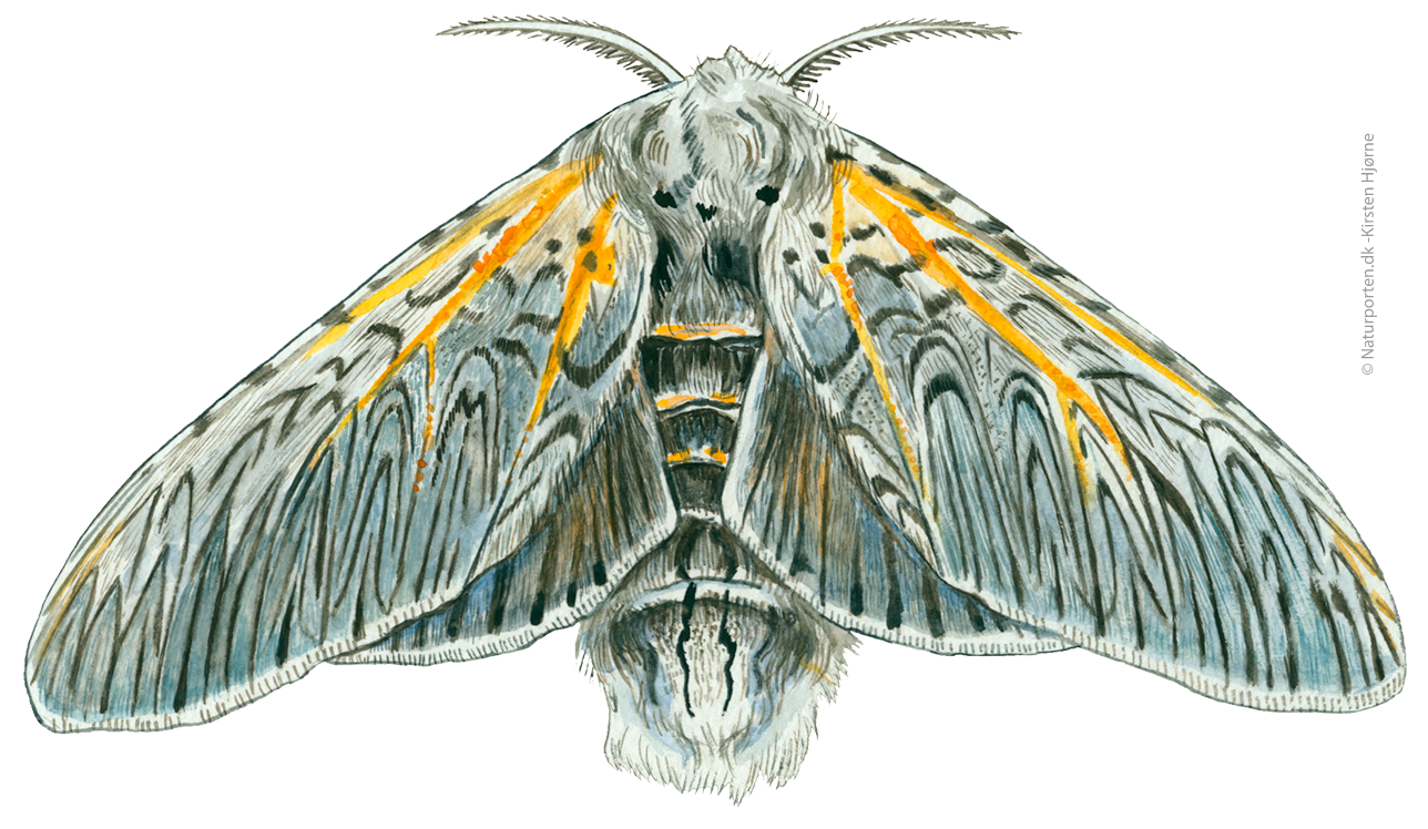 Hermelinskåbe  © Naturporten - Kirsten Hjørne