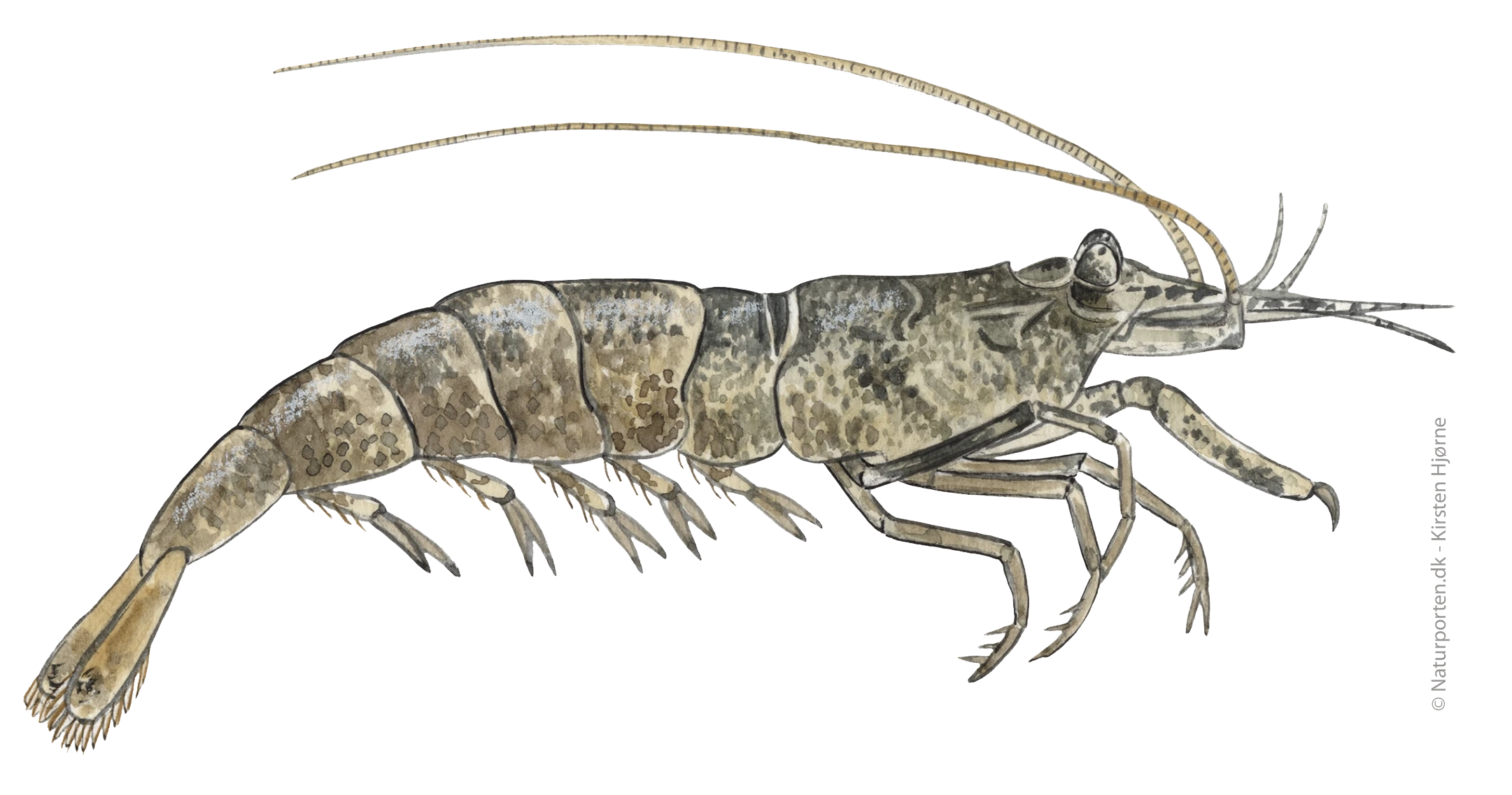 Herstereje © Naturporten - Kirsten Hjørne