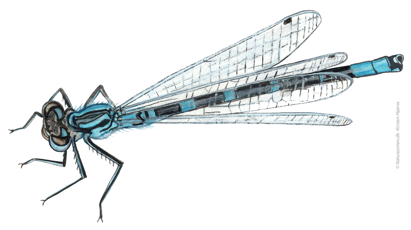 Hestesko vandnymfe  © Naturporten - Kirsten Hjørne