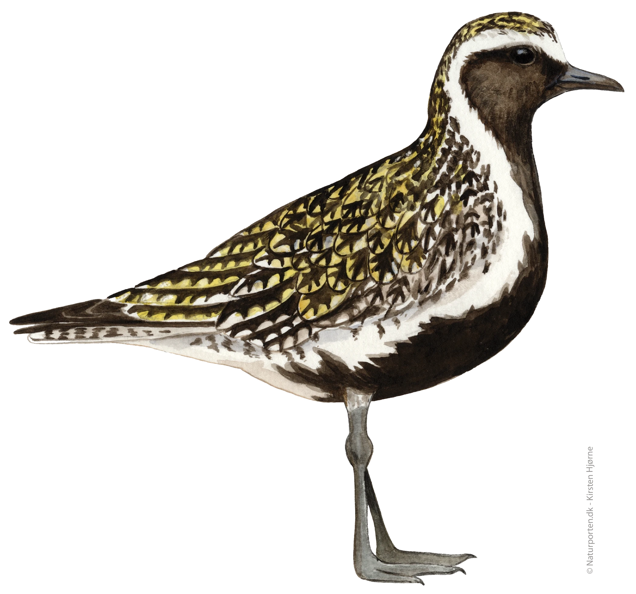Hjejle © Naturporten - Kirsten Hjørne