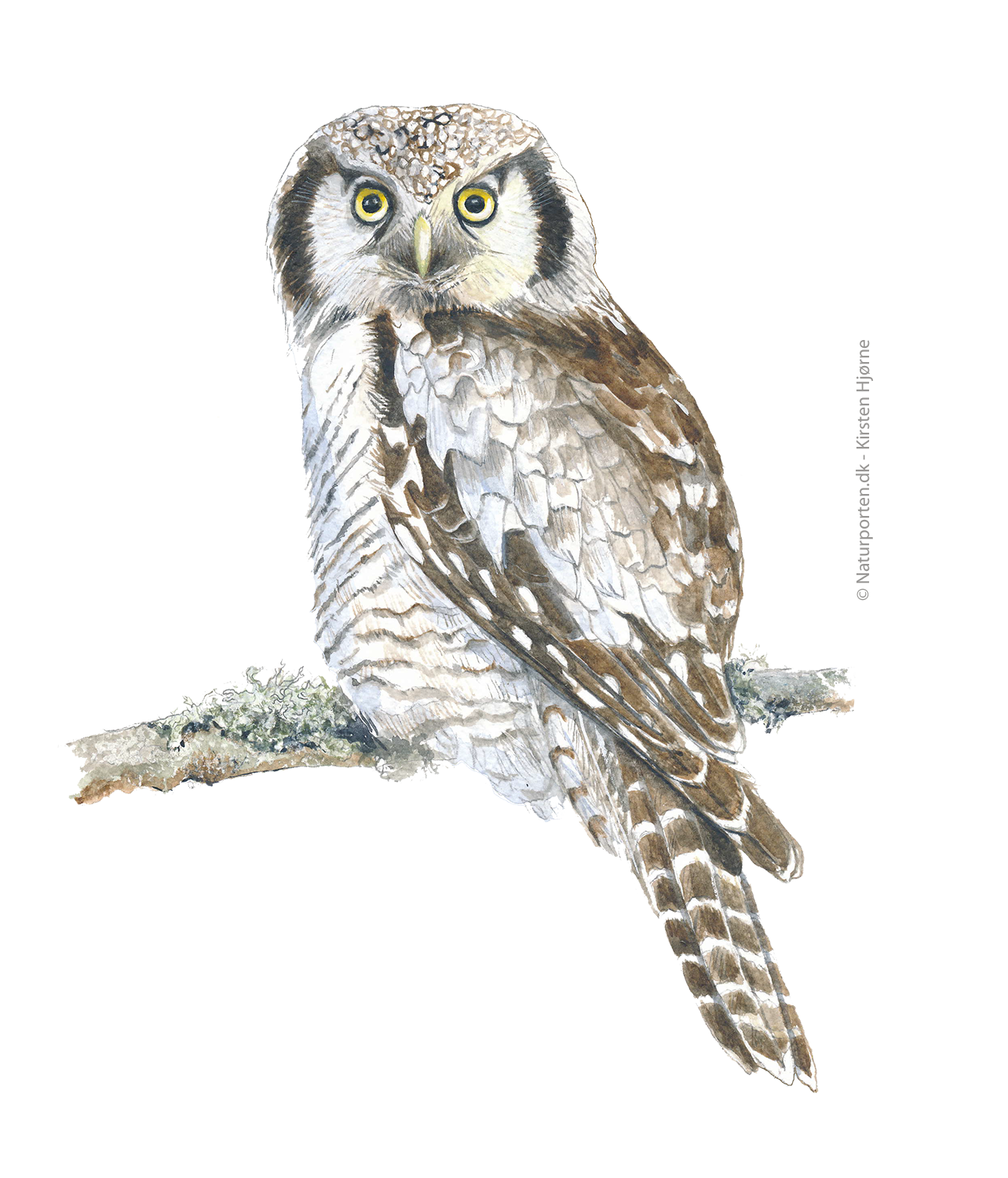 Høgeugle © Naturporten - Kirsten Hjørne 