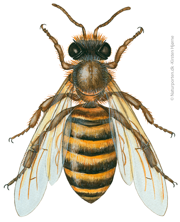 Honningbi  © Naturporten - Kirsten Hjørne