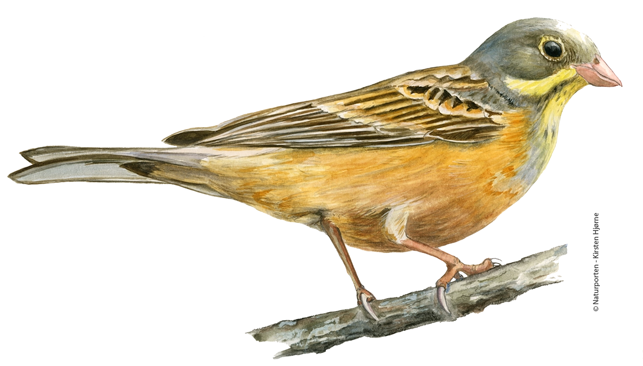 Hortulan