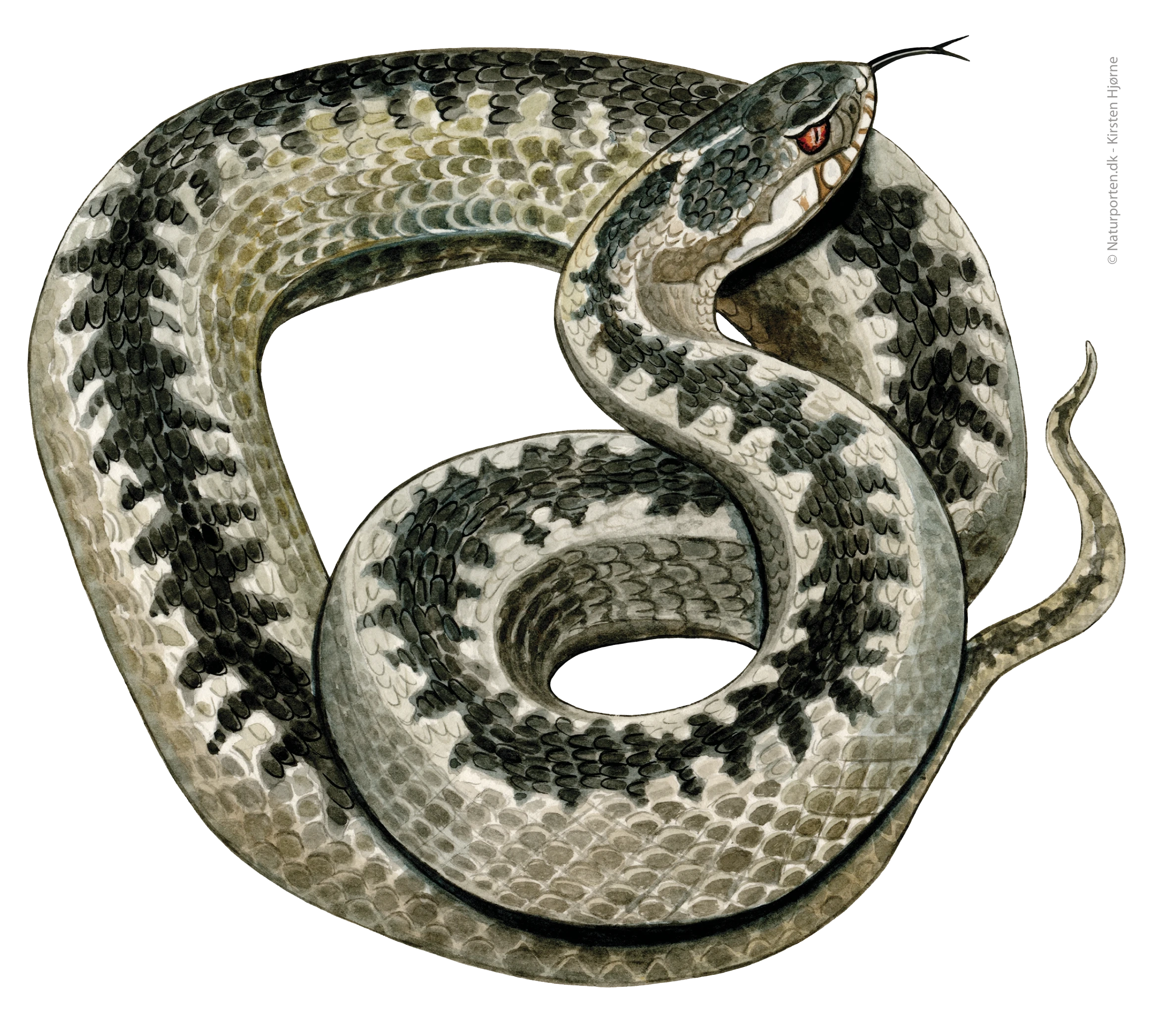Hugorm © Naturporten - Kirsten Hjørne 