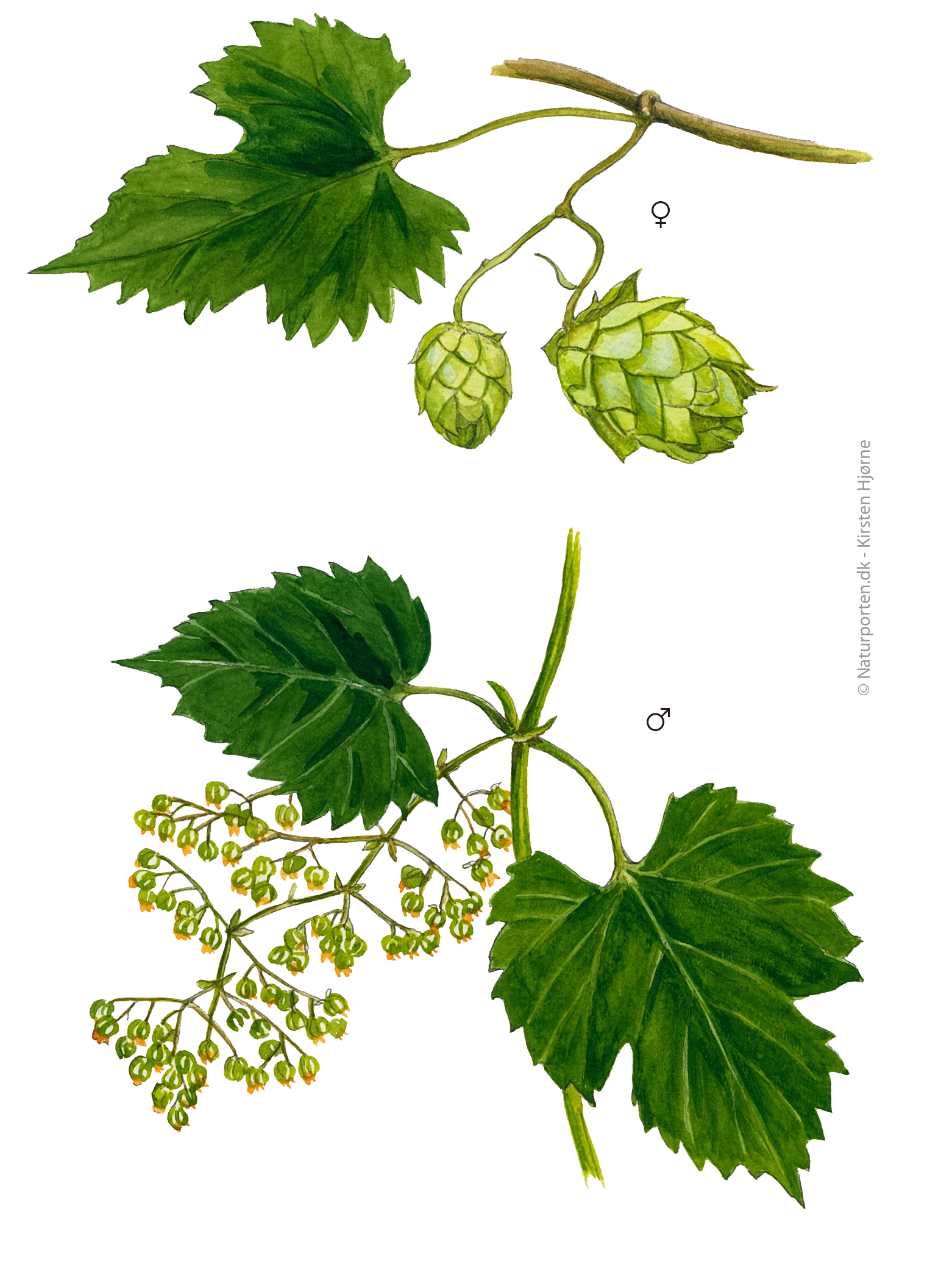Humle © Naturporten - Kirsten Hjørne 