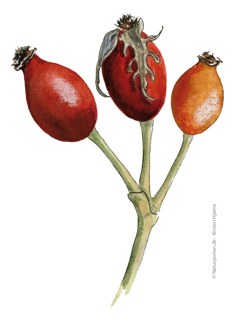 Hunderose frugt © kirsten Hjørne - Naturporten