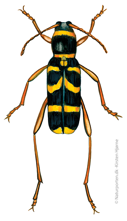 Hvepsebuk  © Naturporten - Kirsten Hjørne