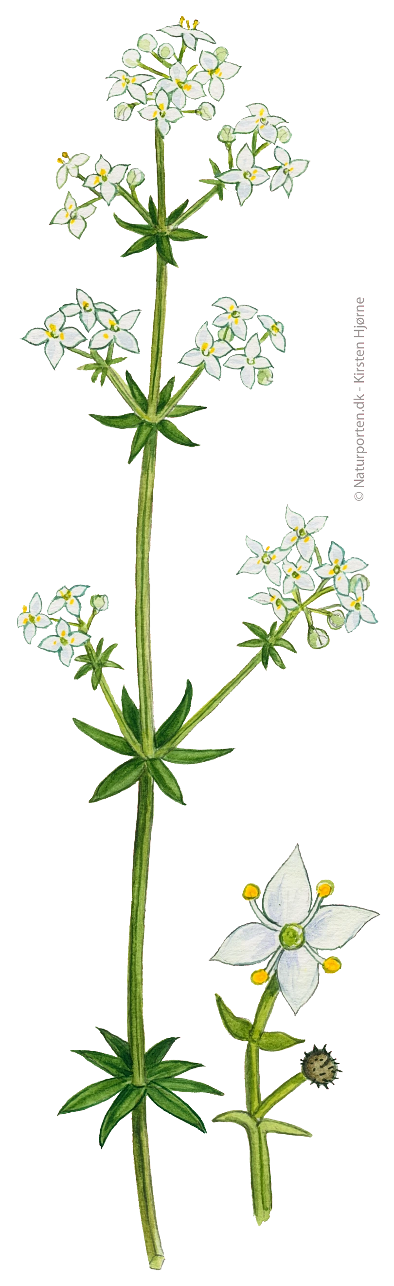 Hvid snerre © Naturporten - Kirsten Hjørne