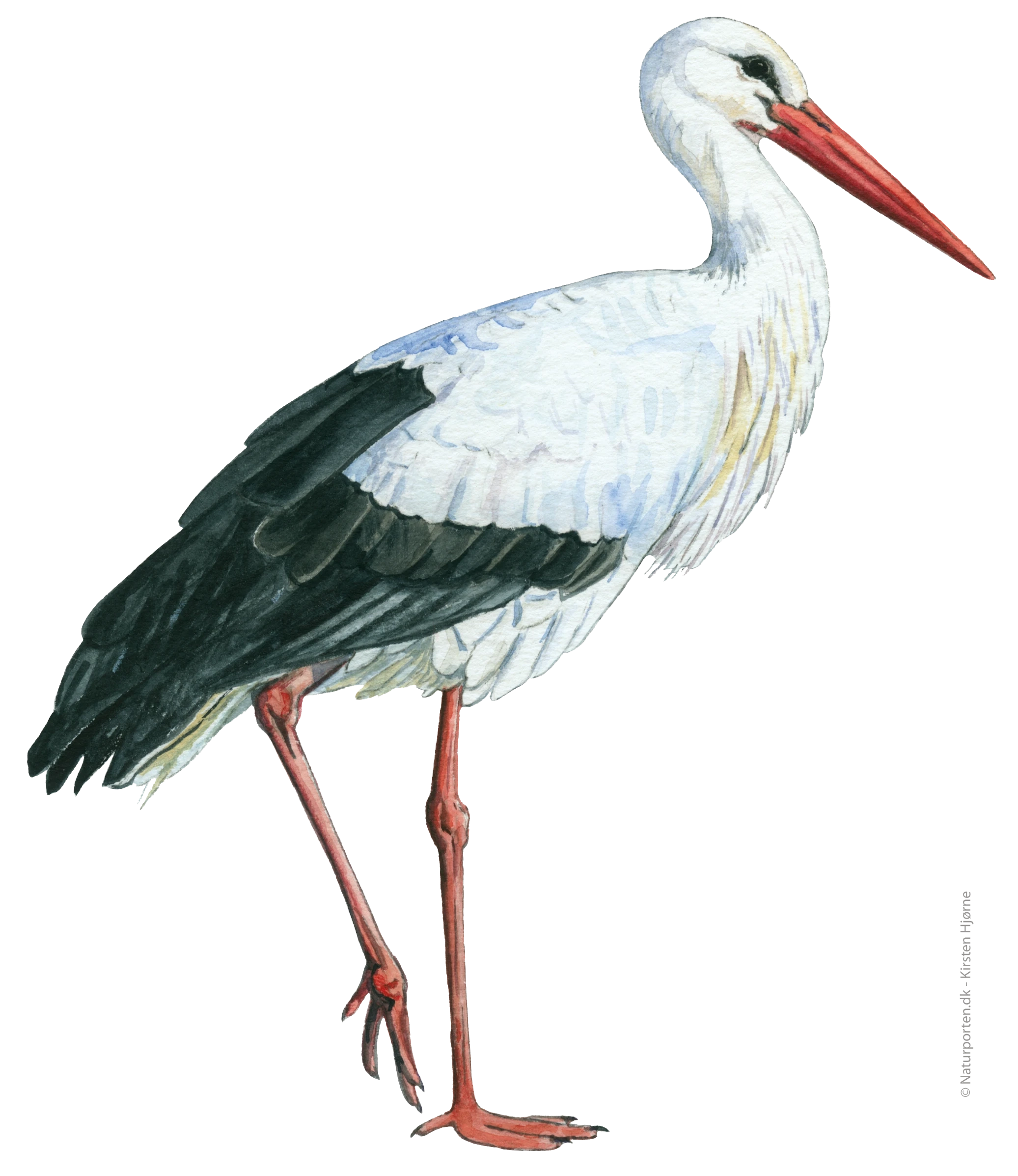 Hvid stork © Naturporten - Kirsten Hjørne 